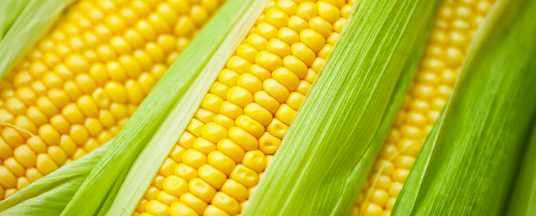 Corn Roast Website